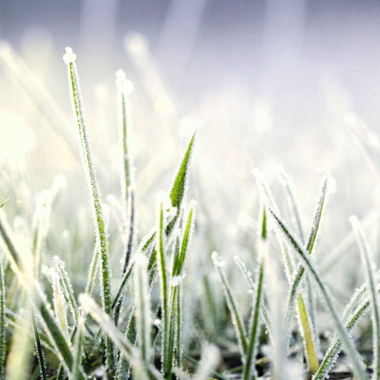 A close-up of green grass blades covered in white frost.
