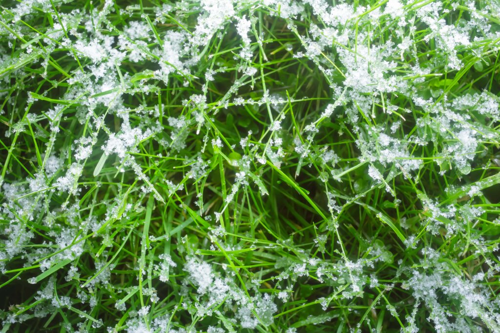 A close-up of green grass with a light layer of snow and ice on the blades.