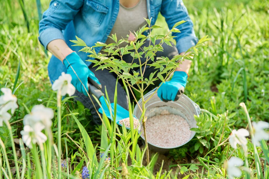 A person in blue denim and gloves kneeling and carefully sprinkling granular fertilizer with a blue trowel near a young shrub, demonstrating the focused application of a high-nitrogen blend like grass fertilizer 20 10 10.