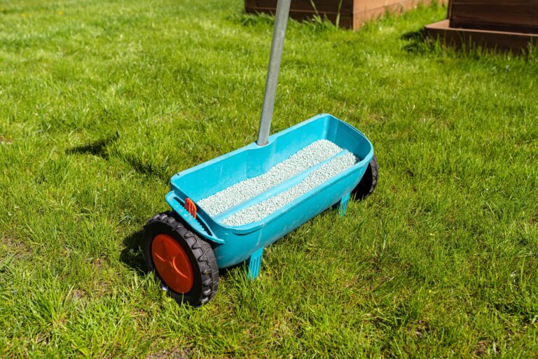 A close-up of a teal walk-behind spreader filled with light gray granular fertilizer on a bright green lawn, representing the application of grass fertilizer 20 10 10.
