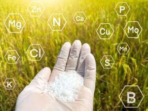 A hand in a white glove holds a handful of white granular fertilizer, overlaid with graphic hexagons showing chemical symbols for various nutrients like N, P, K, Fe, and Mg, illustrating a complete Nitrogen, Phosphorus, and Potassium Lawn Fertilizer.