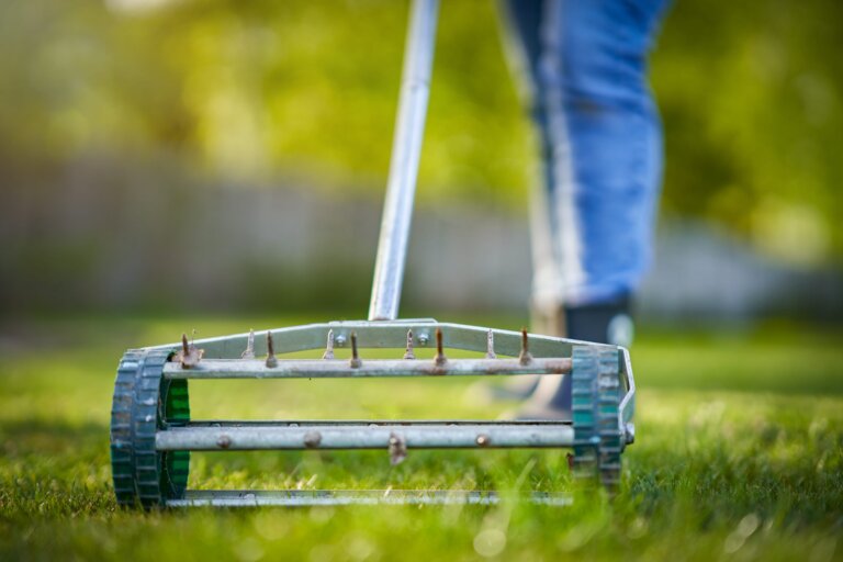 A close-up of a manual rolling spike aerator being used on a green lawn by a person in blue jeans, demonstrating a common method for when to aerate lawn.
