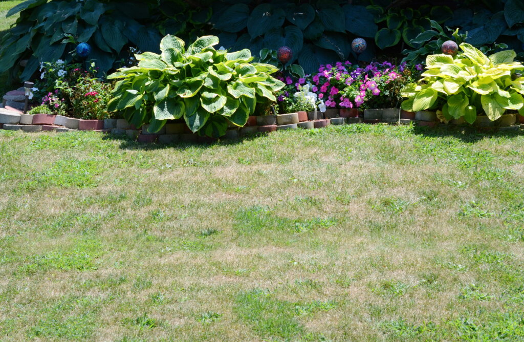 A patchy lawn with browning grass in the foreground illustrates the common visual symptoms of nutrient deficiencies plants exhibit when lacking essential soil minerals.