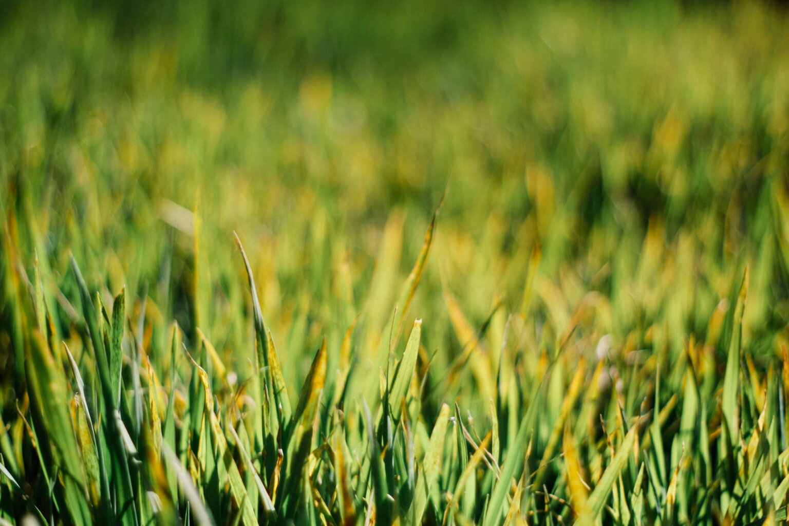 Image showcasing Terra Lawn Care Specialists - Lawn Care, Fertilization, & Improvement