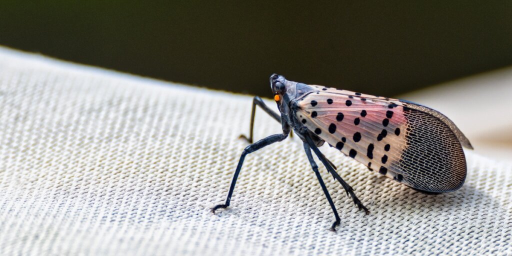 Side profile close-up of an adult spotted lanternfly showing pink and black spotted wings perched on a textured white fabric surface.