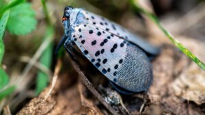 A detailed macro photograph of an adult spotted lanternfly with gray and black spotted wings resting on fallen leaves and grass.