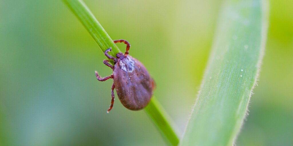 Close-up macro shot of a reddish-brown blacklegged tick clinging to a bright green blade of grass while questing for a host.