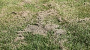 Patches of tan, matted dead grass spreading across an otherwise green summer lawn.