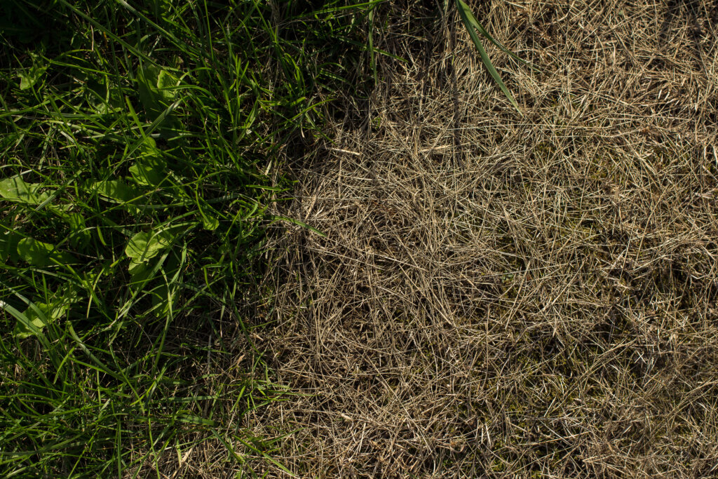A close-up photo of a lawn split cleanly down the middle, with dense green grass and clover on the left and an entire section of dried, brown, matted grass on the right.