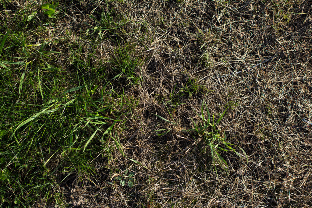 A close-up top-down view of a lawn where patches of dead, straw colored grass spread across the left and right sides, with a thin strip of living green grass and a few scattered green blades still holding on in the middle.