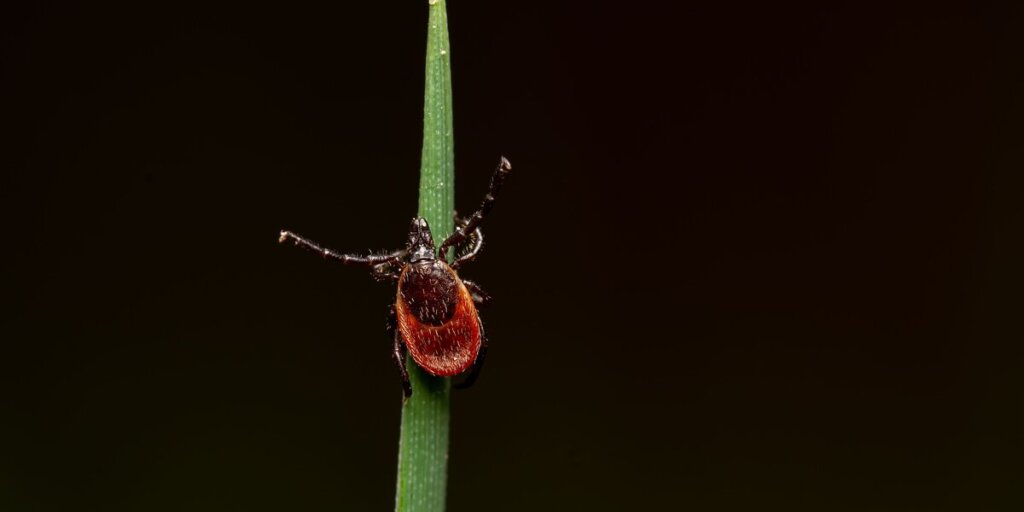 A reddish brown tick climbing a single blade of grass against a pitch black background