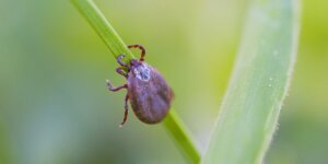 A small brown tick clinging to a blade of grass with soft green foliage blurred behind it
