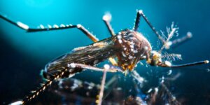 An extreme close-up of a tiger mosquito with striped legs and a fuzzy body, lit against a glowing blue background that shows off every hair and scale on it
