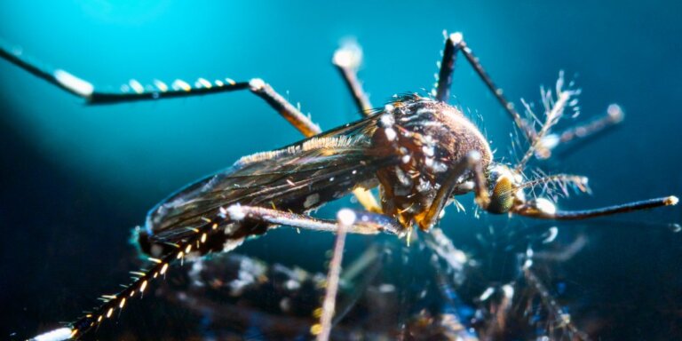 An extreme close-up of a tiger mosquito with striped legs and a fuzzy body, lit against a glowing blue background that shows off every hair and scale on it