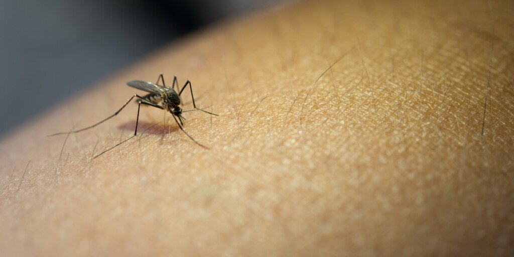 A mosquito perched on bare skin with its long legs spread out, already biting