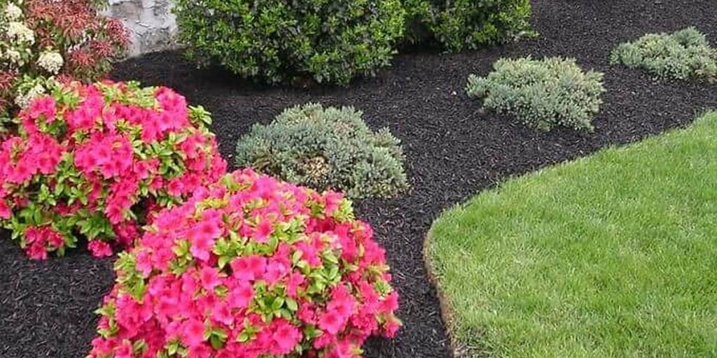 Bright pink azalea blooms sit in a dark mulched bed beside low evergreen shrubs, with a curved edge separating the bed from a green lawn.