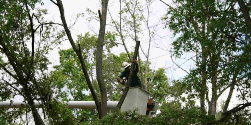 A technician in a hard hat working from a bucket truck to remove a broken branch high in a tree.