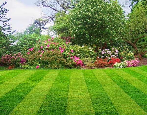 A perfectly manicured green lawn with alternating mowing stripes stretches toward a lush garden bed filled with pink bushes and tall trees.