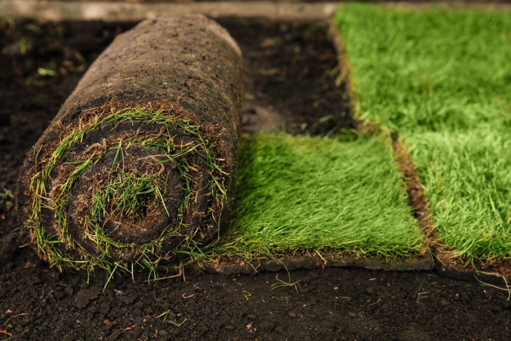 A thick roll of fresh green grass rests on bare dark dirt and is partially unrolled to lay flat.