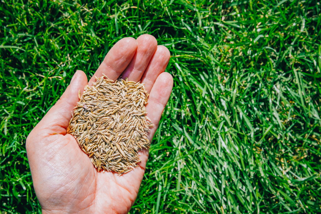 An open hand holds a mound of grass seed over a bright green lawn.
