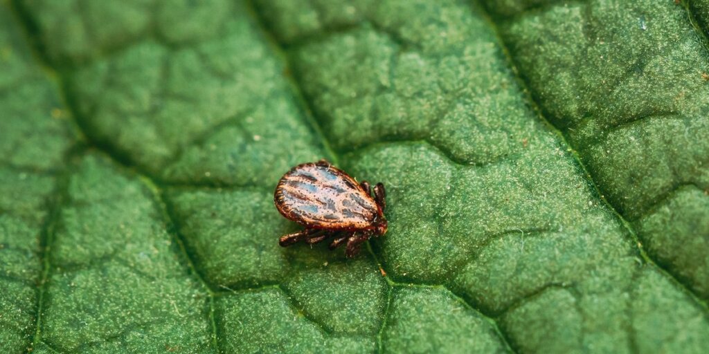A close-up of a deer tick clinging to a green leaf, its legs gripping the surface as it waits for a passing host.