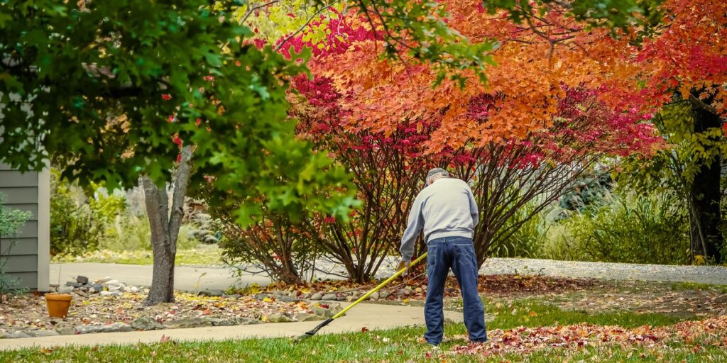 A man rakes fallen leaves near a burst of red and orange maple leaves beside his home's front walkway.