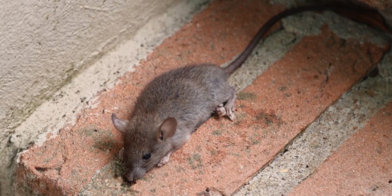 A gray rat with a long tail crouches on a patch of reddish-orange brick paving.
