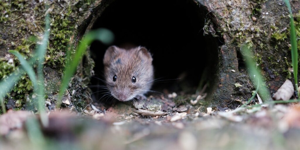 A small brown mouse peers out of a dark, mossy opening with blades of grass in the foreground.