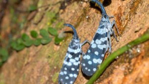 Two blue and black insects with white spots and long curved snouts cling to rough, mossy tree bark.