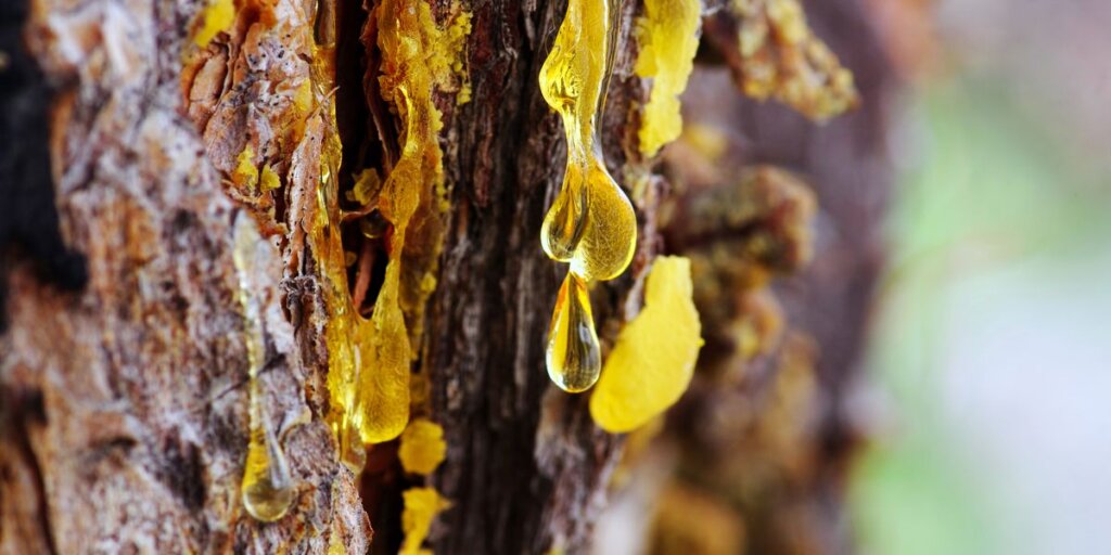 Thick golden drops of sap hang from the rough, cracked bark of a tree trunk.