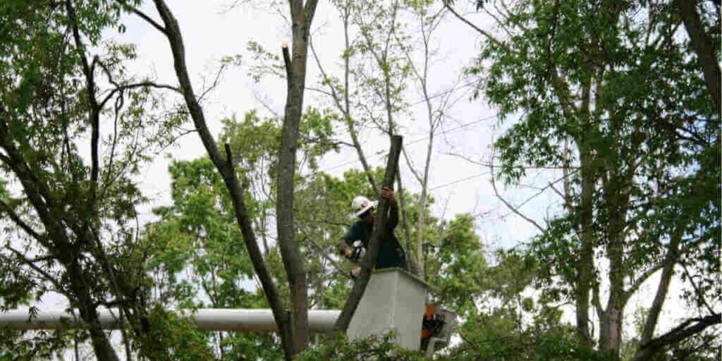 A worker in a white hard hat stands in a bucket lift high among leafy tree branches and holds onto a trimmed trunk.