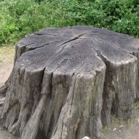 Tree_stump1_30u06