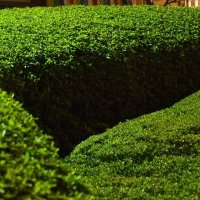 boxwood-379479_1280