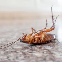 Dead cockroach on floor, pest control concept