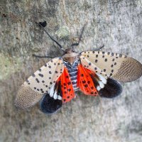 spotted-lanternfly-PICTURE