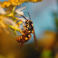 wasps-bees-stinging-insects-pest-control-600